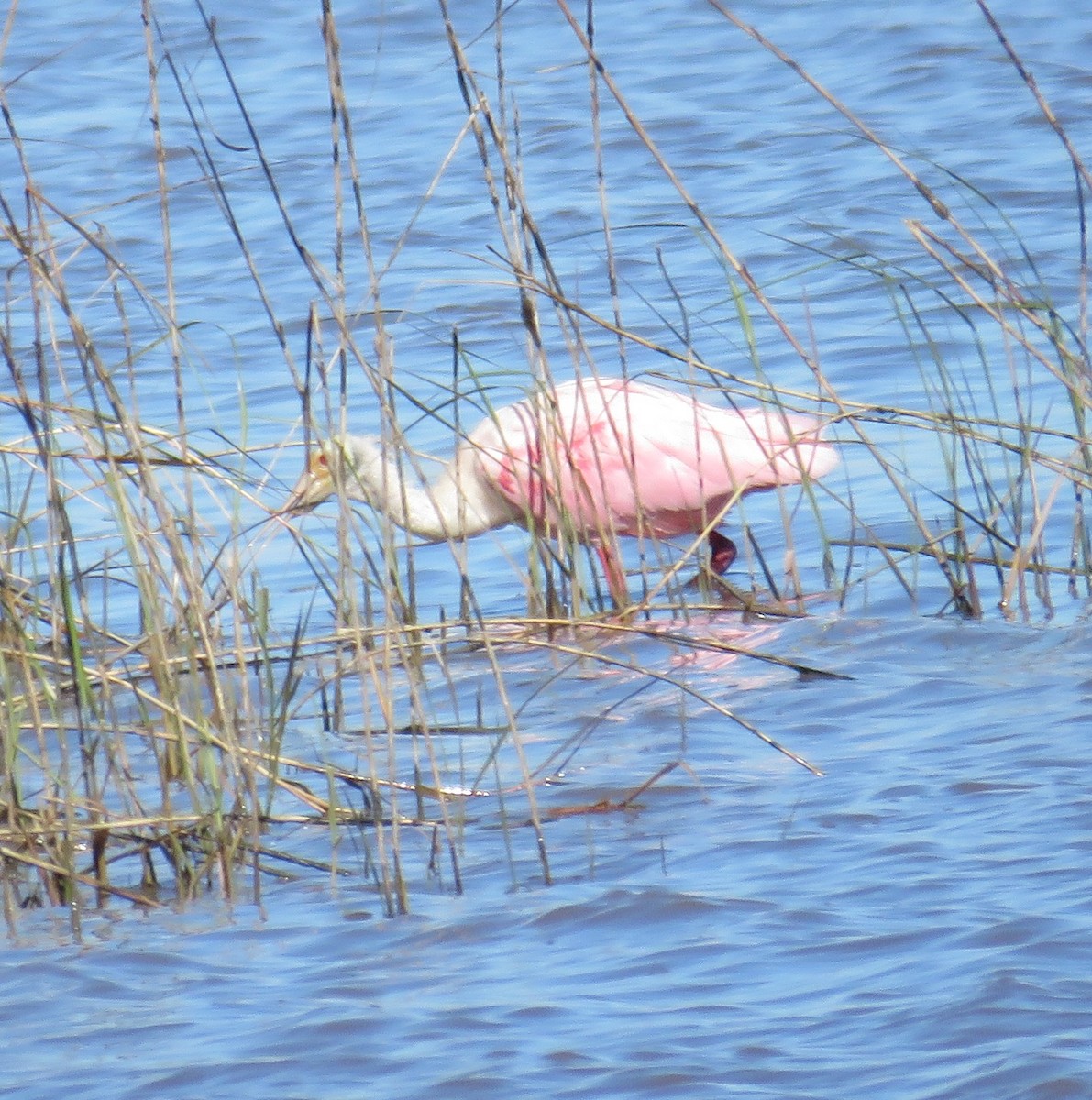 Roseate Spoonbill - ML137818551