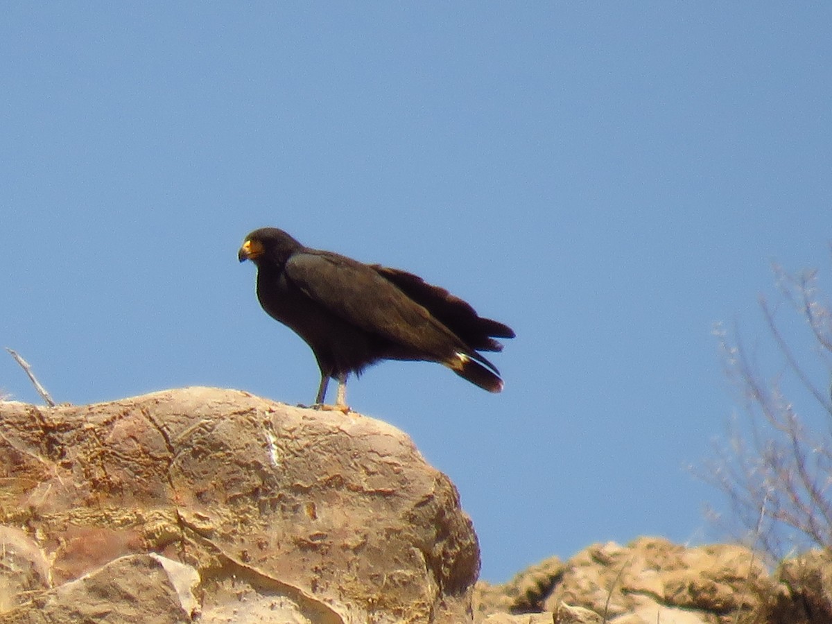 Common Black Hawk - ML137818861
