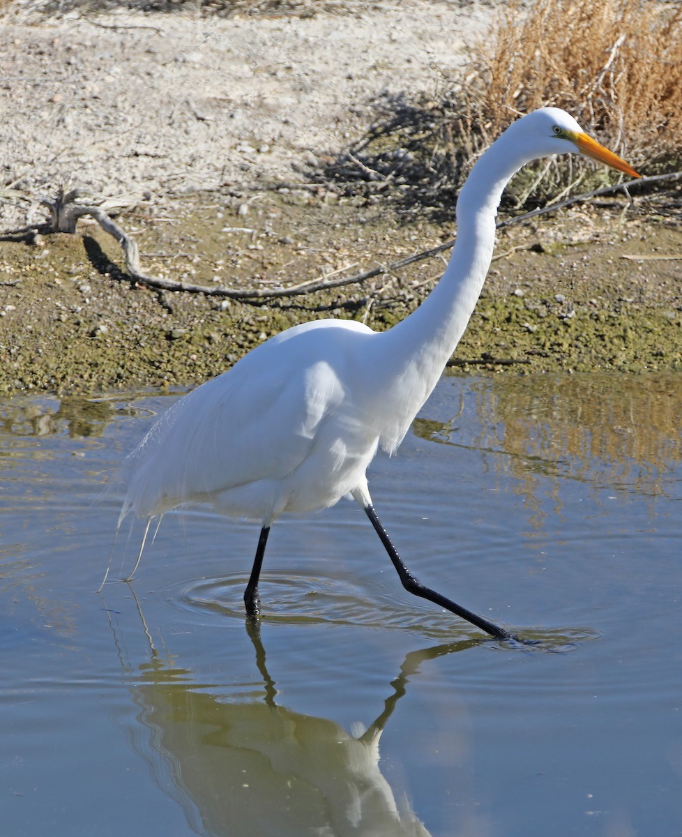 Great Egret - Elizabeth Winter