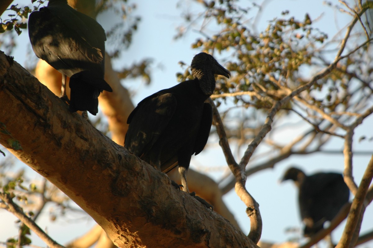 Black Vulture - ML137820661