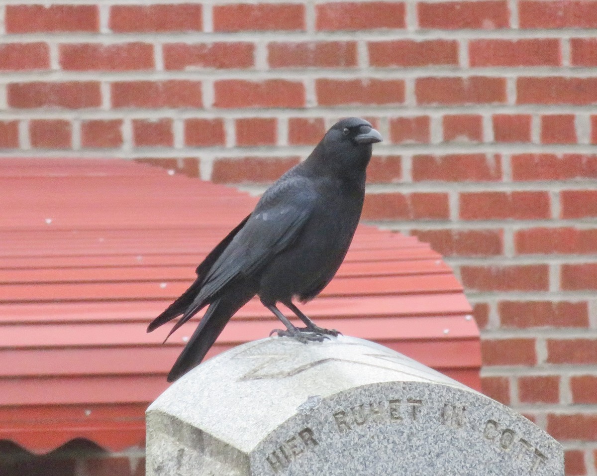 American Crow - ML137822231