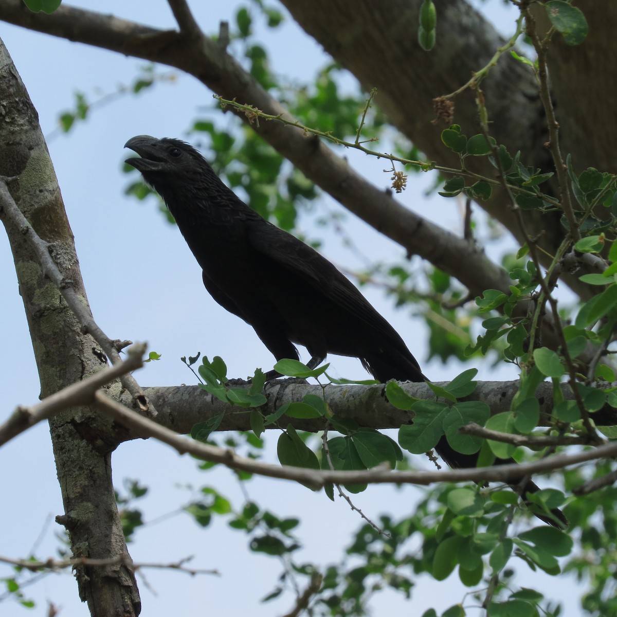 Groove-billed Ani - ML137822771