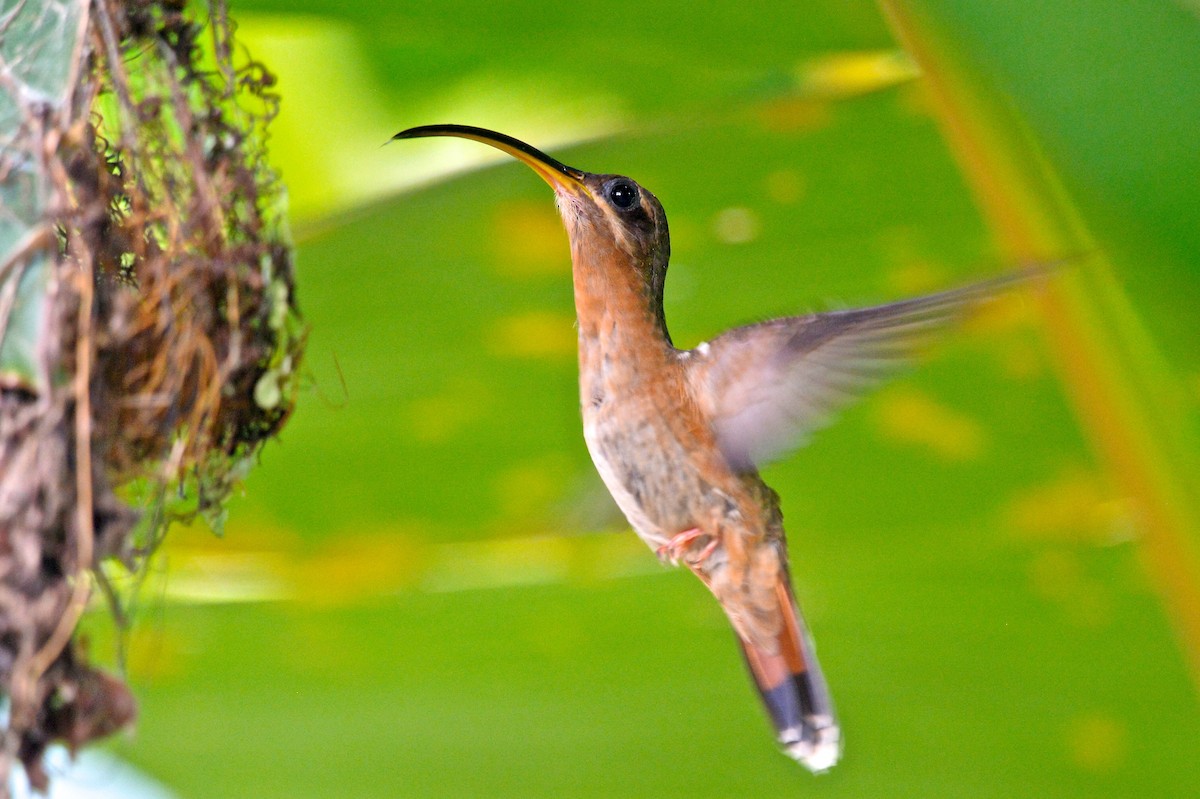 Rufous-breasted Hermit - ML137823491