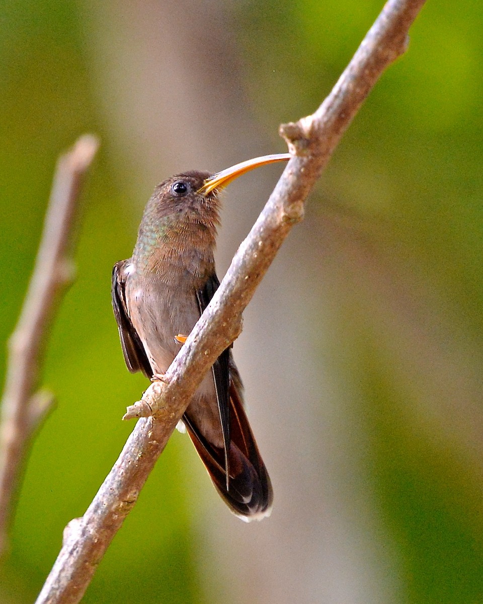 Rufous-breasted Hermit - ML137823581