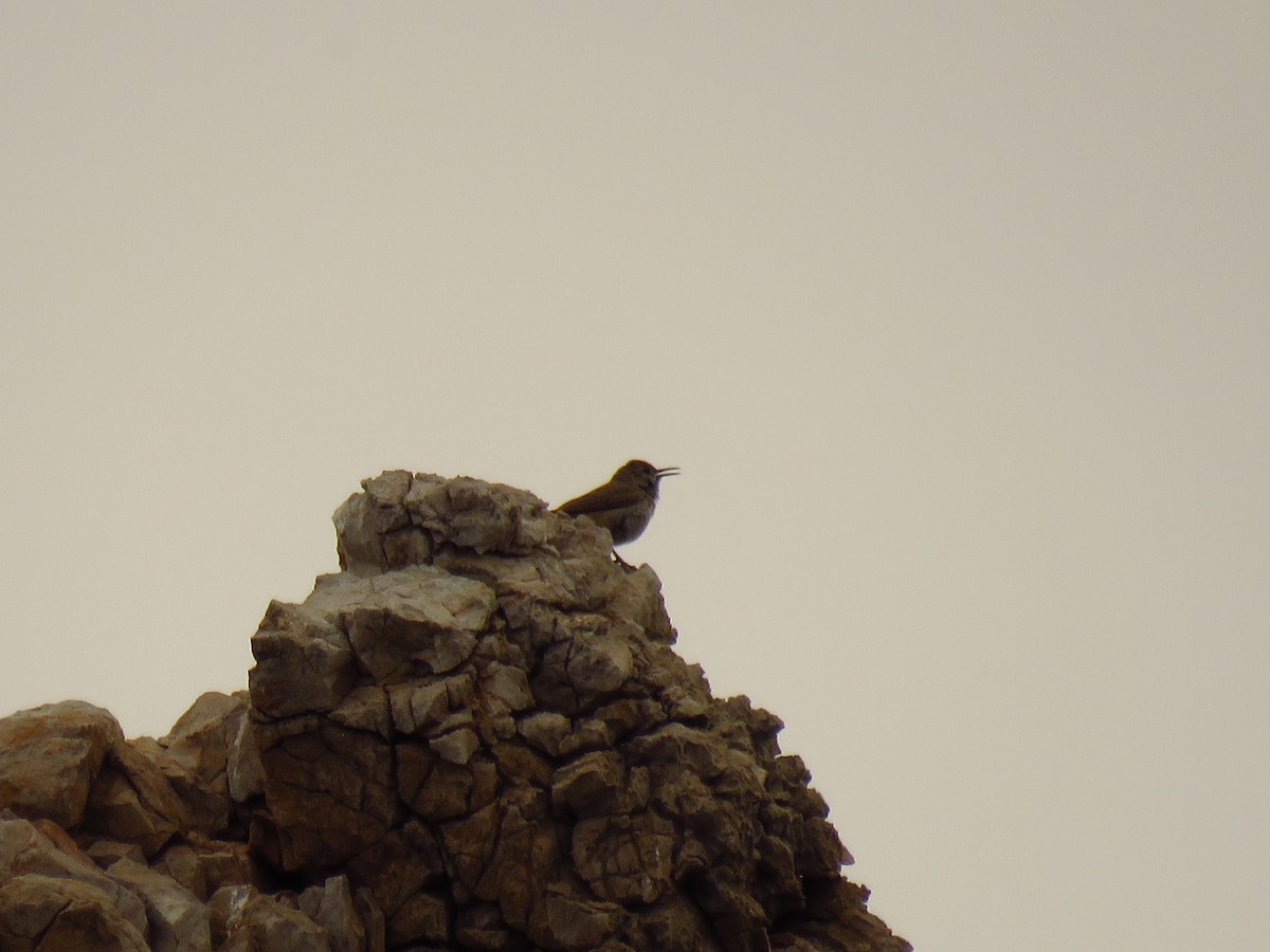 Rock Wren - ML137823941