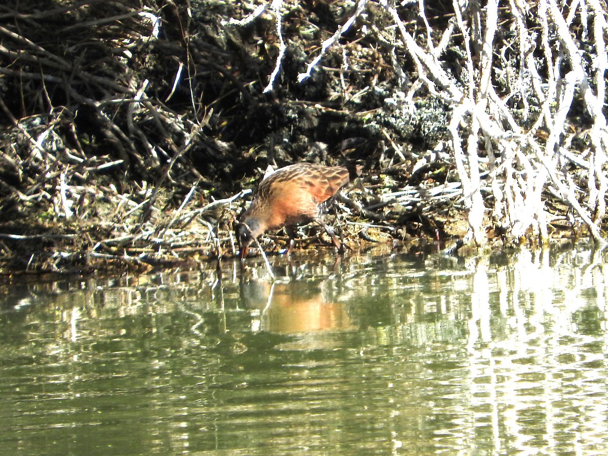 Virginia Rail - ML137825291