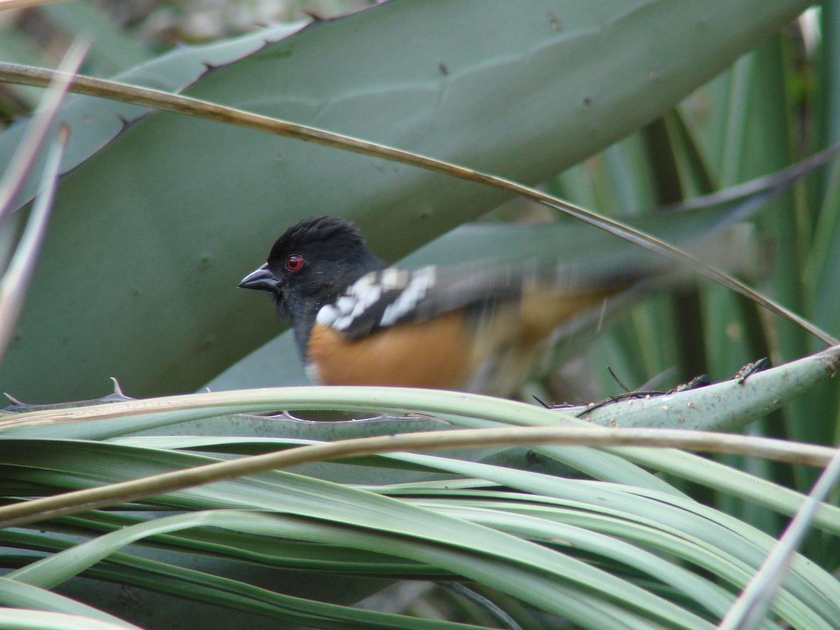 Spotted Towhee - ML137825361