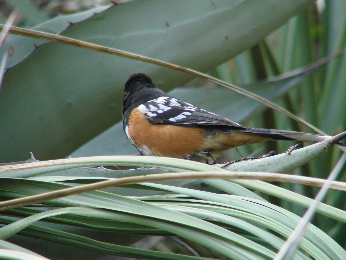 Spotted Towhee - ML137825371