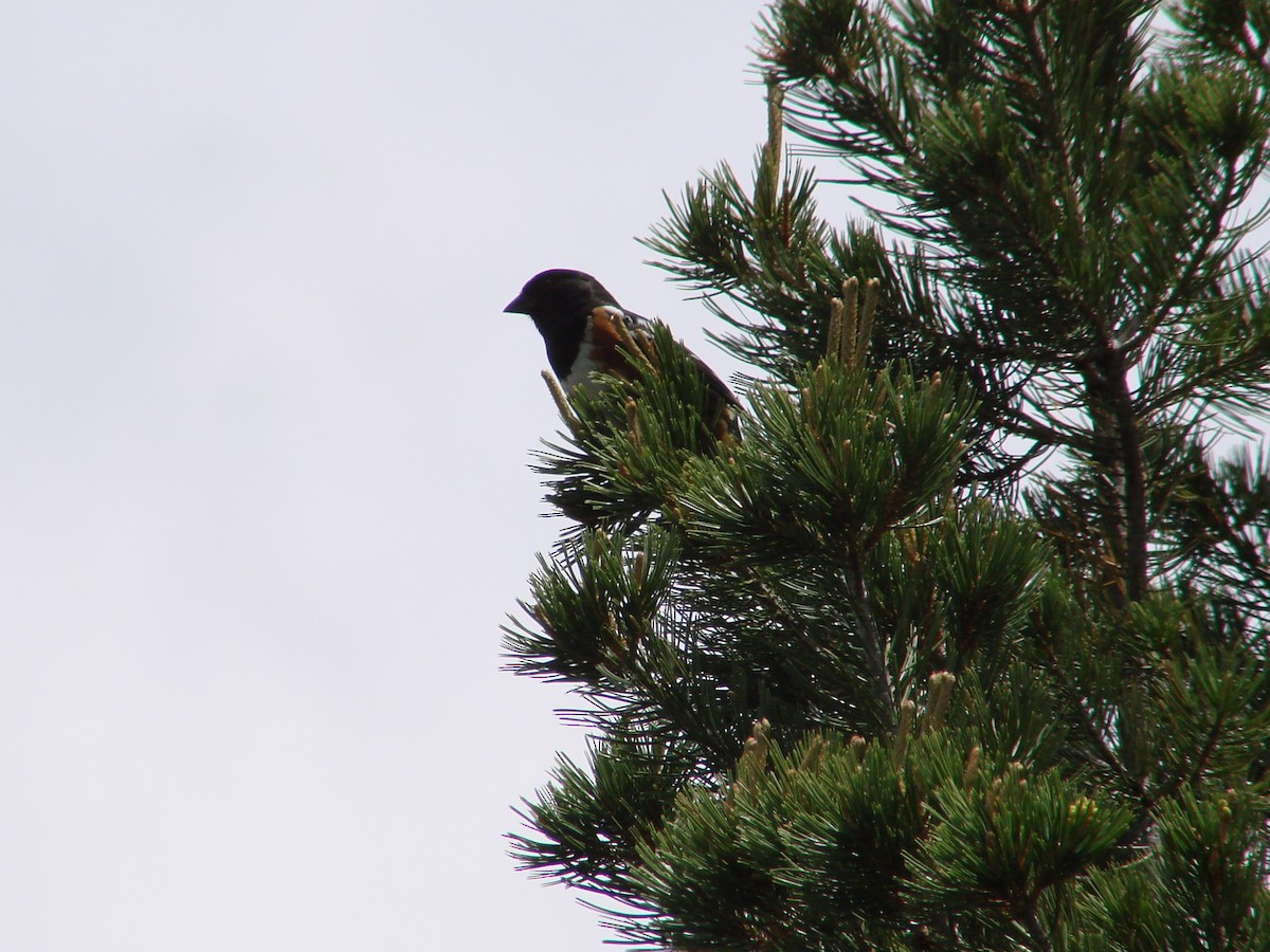 Spotted Towhee - ML137825381