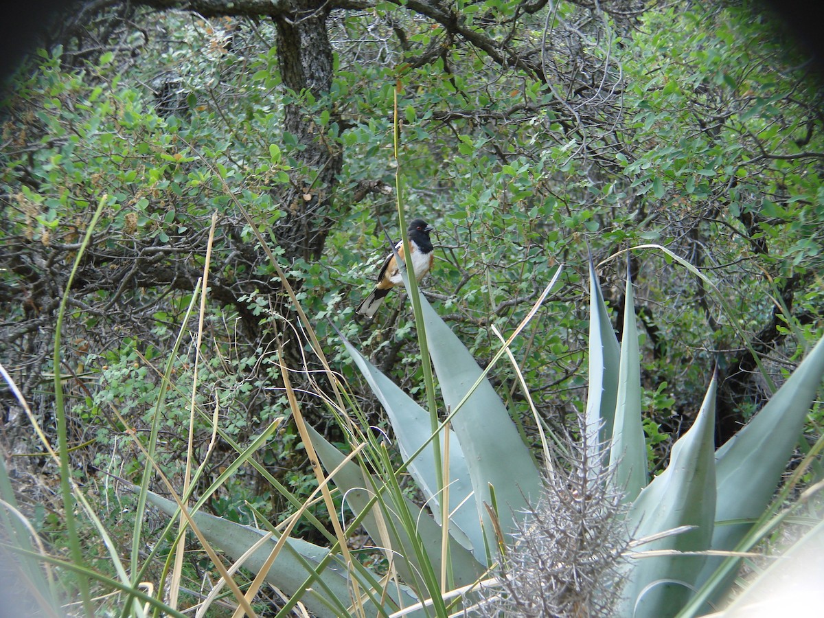 Spotted Towhee - ML137825401