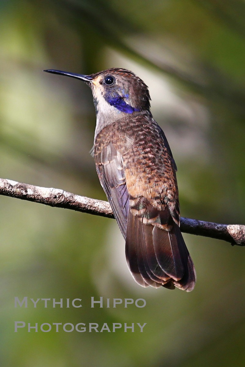 kolibřík fialovouchý - ML137825901