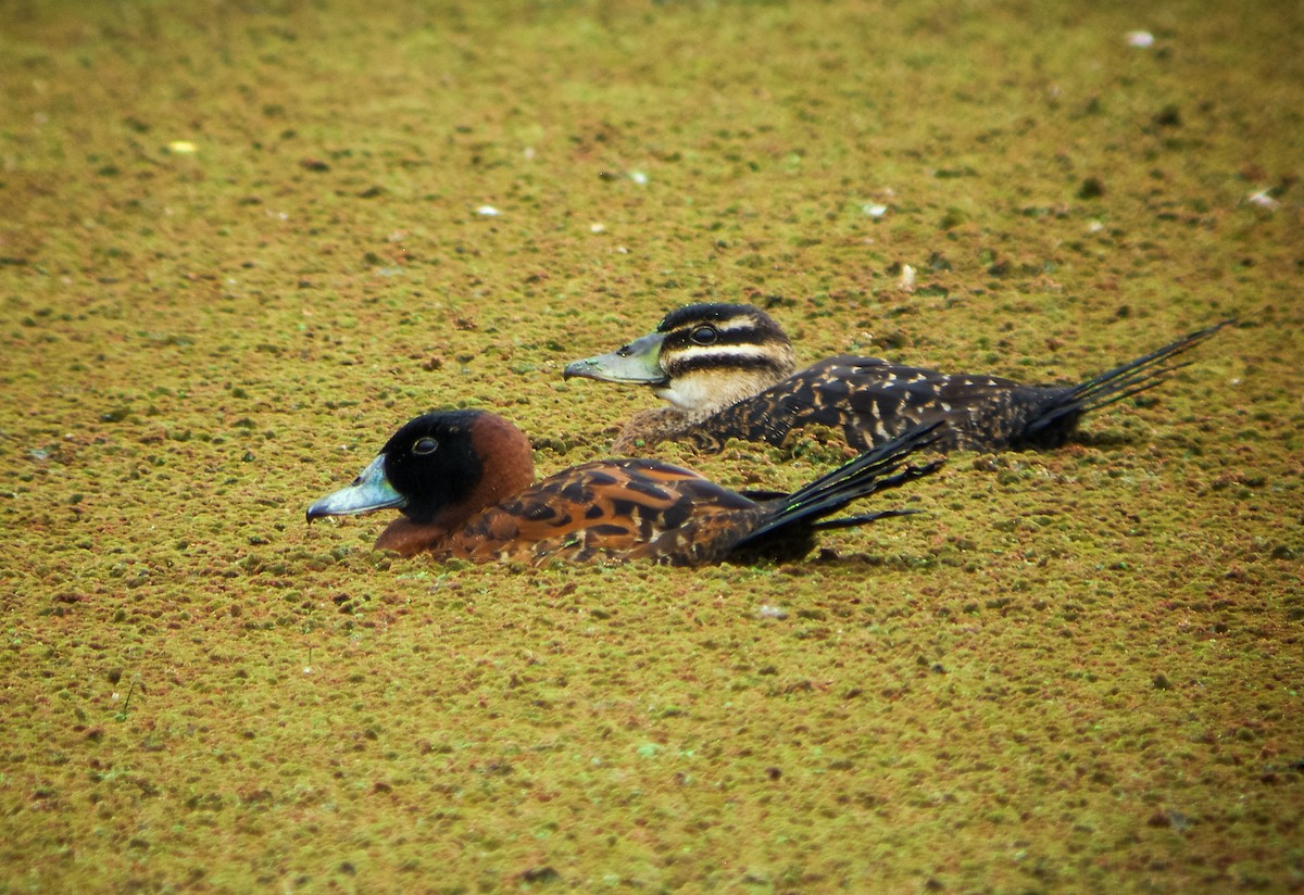 Masked Duck - ML137827021