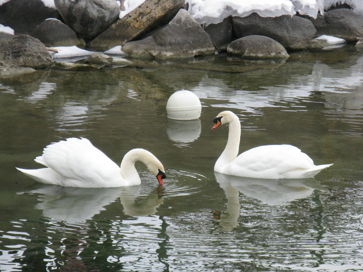 Mute Swan - ML137827511