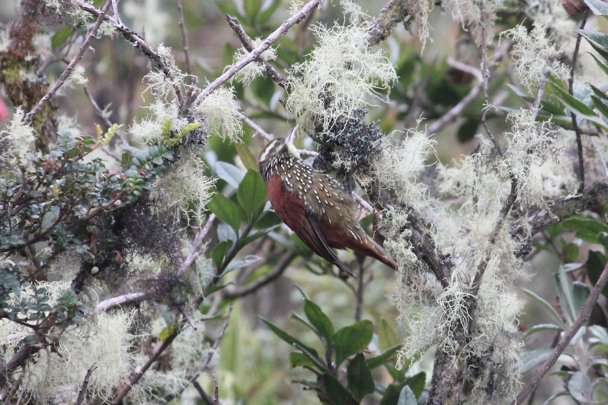 Pearled Treerunner - Jay Huila Balvin