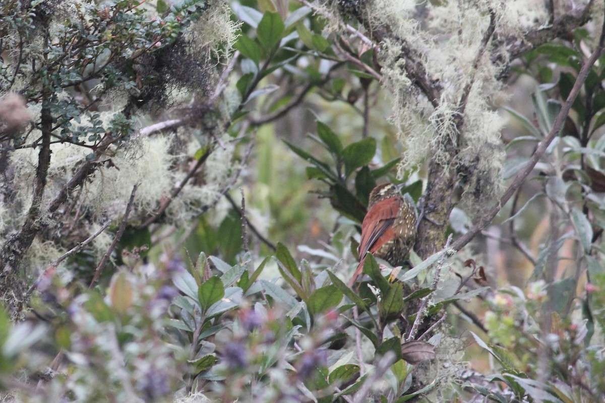 Pearled Treerunner - ML137827841