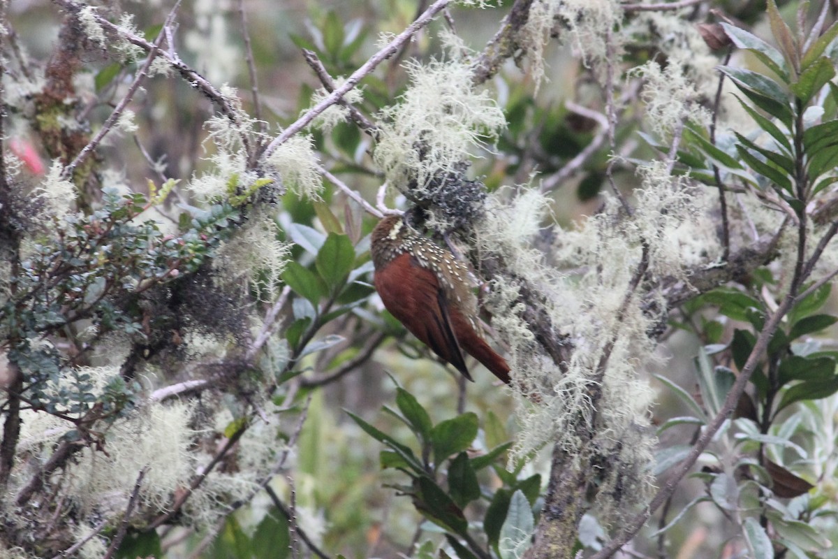 Pearled Treerunner - Jay Huila Balvin