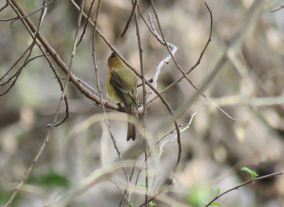 Tufted Flycatcher - Robin Gurule