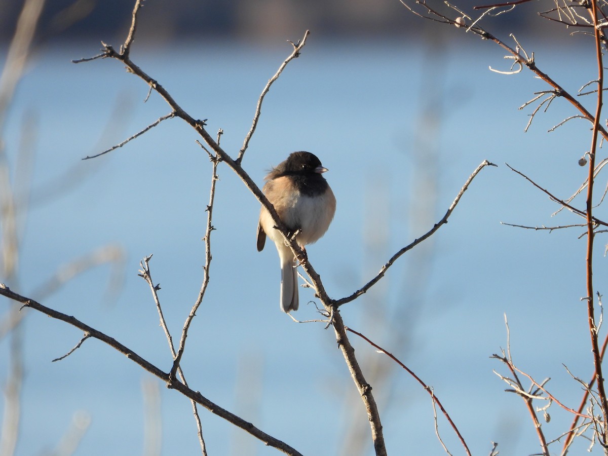 ユキヒメドリ - ML137832111