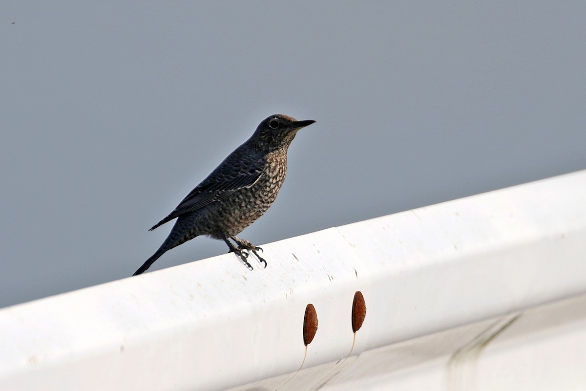 Blue Rock-Thrush - ML137833961