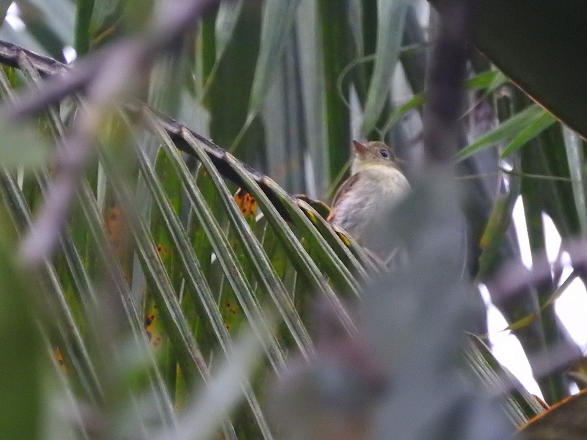 Roraiman Flycatcher - Agustin Carrasco