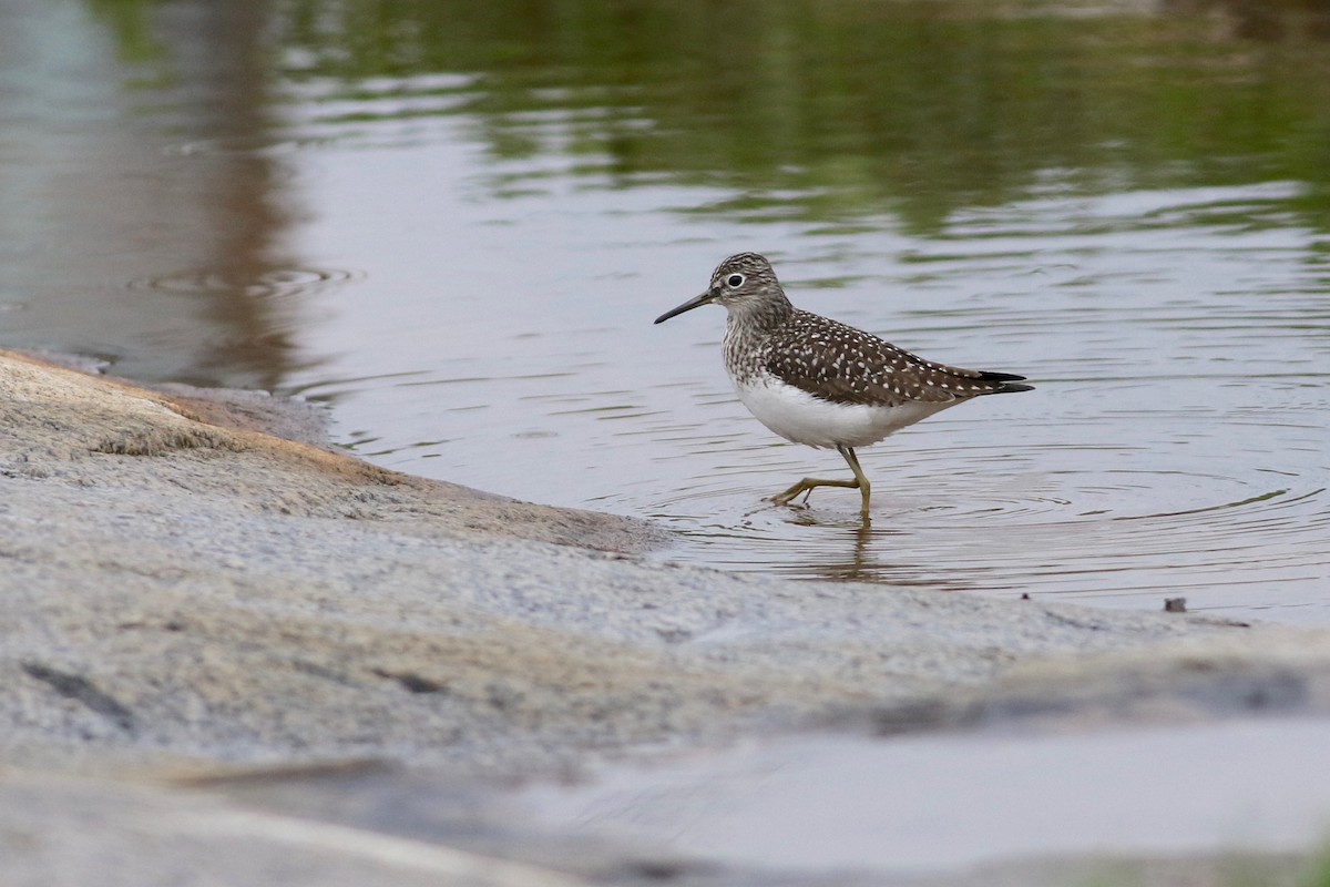 Solitary Sandpiper - ML137834101