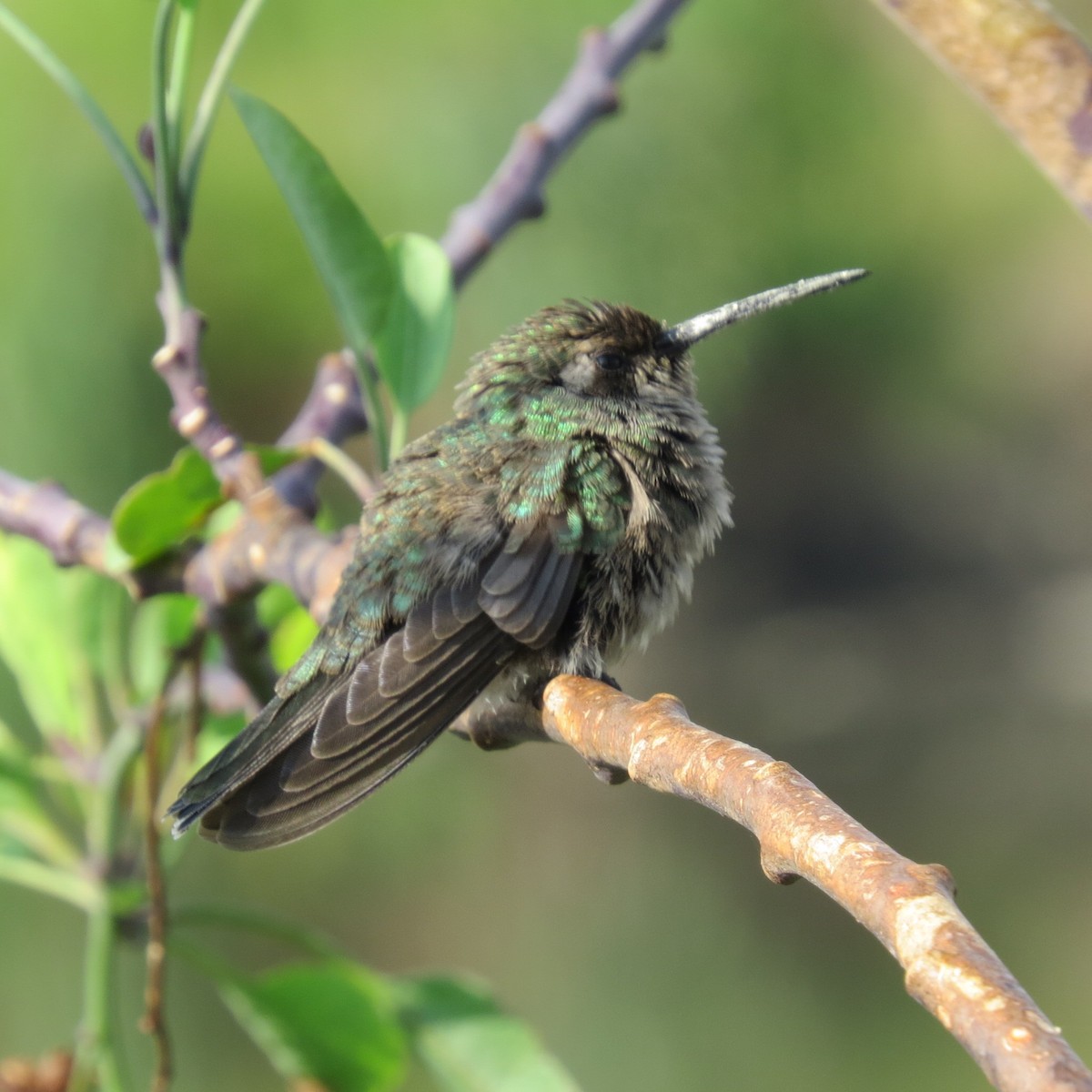 Broad-billed Hummingbird - Alán Palacios