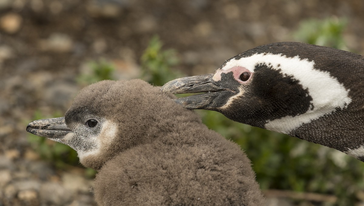 Magellanic Penguin - ML137837341