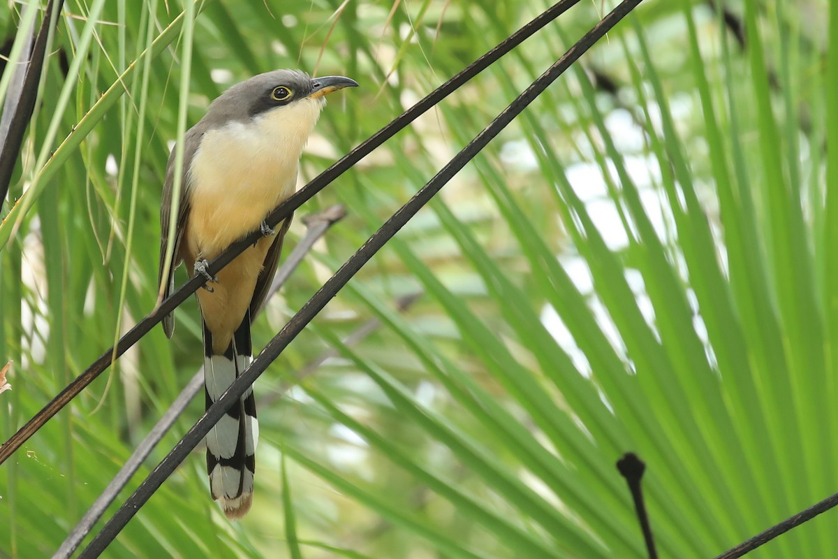 Mangrove Cuckoo - ML137837671