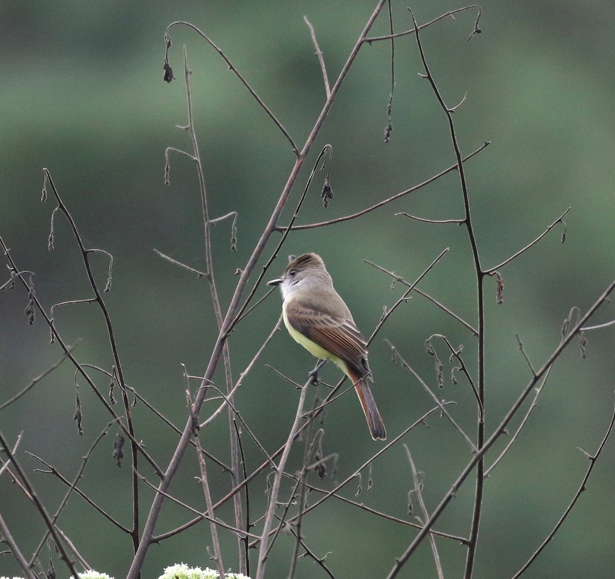 Dusky-capped Flycatcher - ML137837821