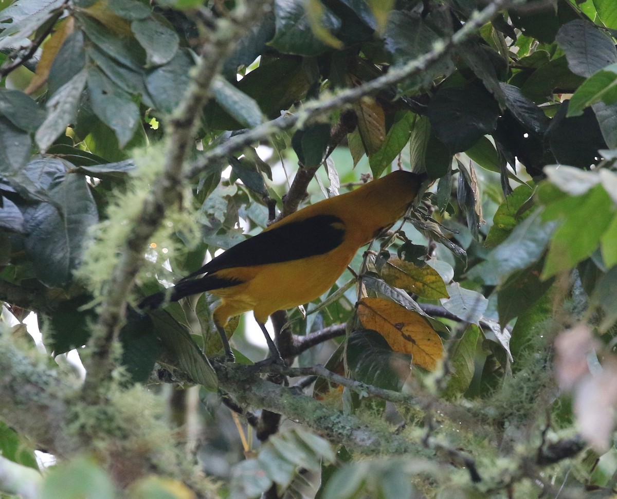 Yellow-backed Oriole - ML137837971