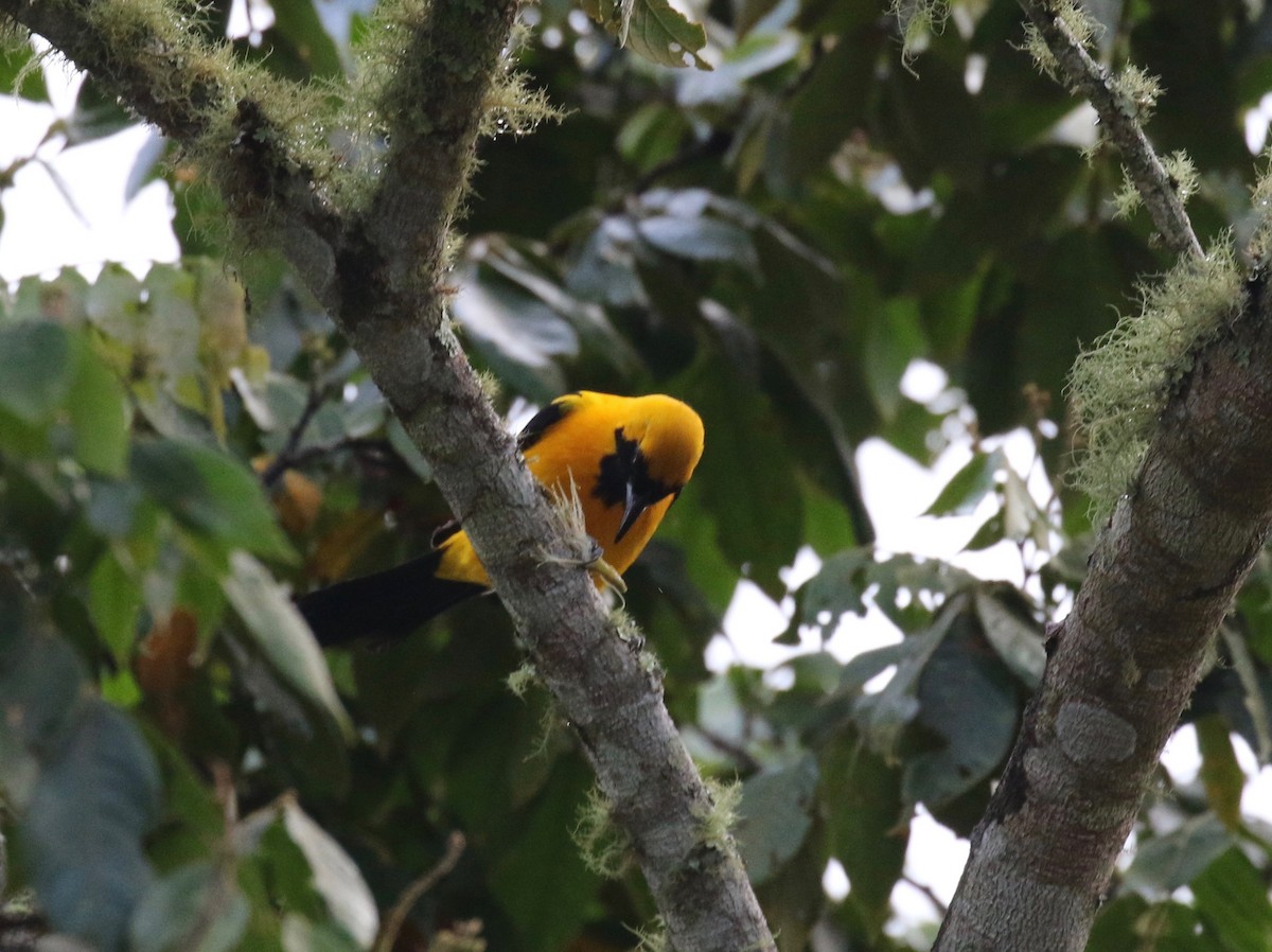 Yellow-backed Oriole - ML137837981