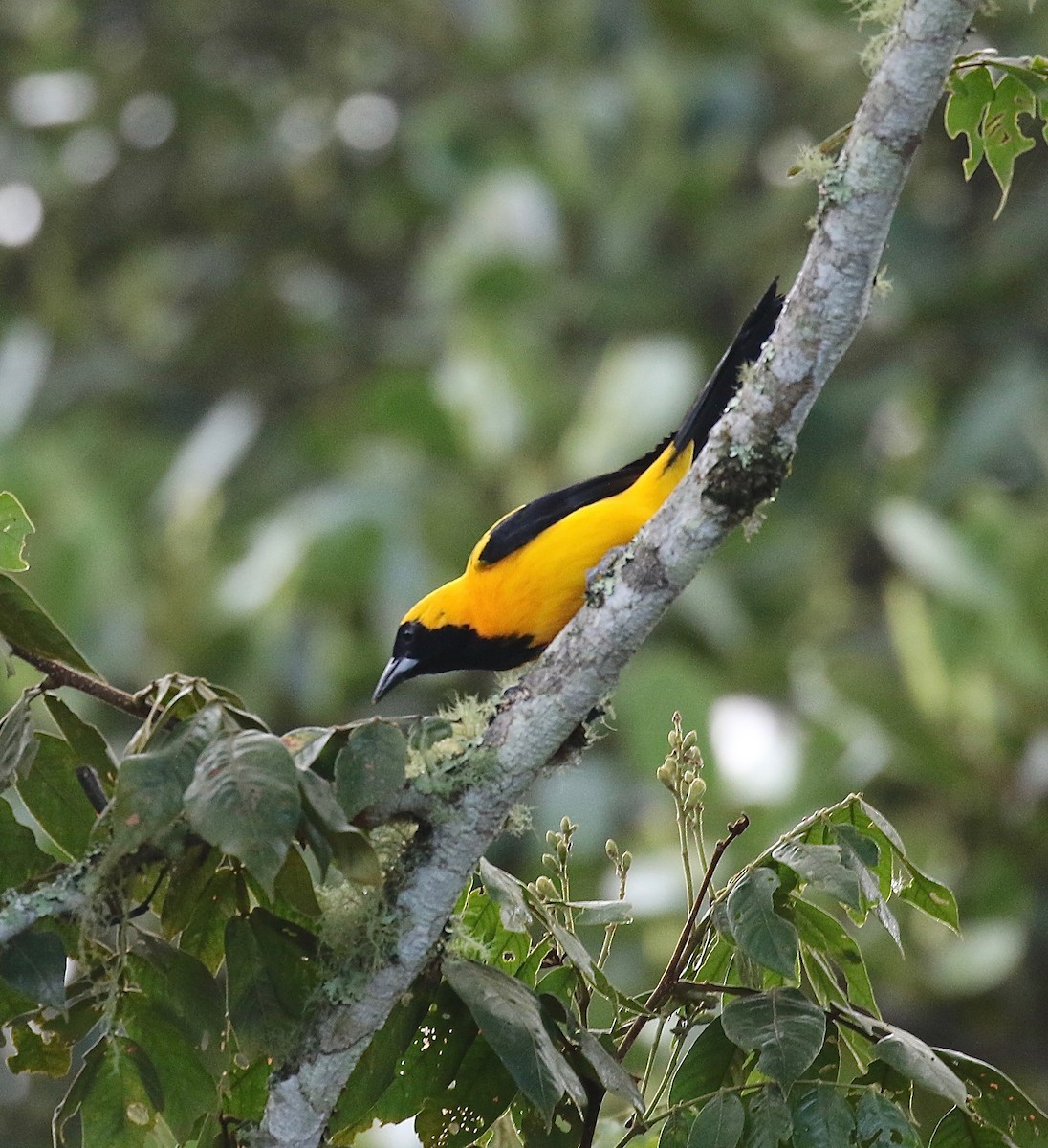 Yellow-backed Oriole - ML137838011