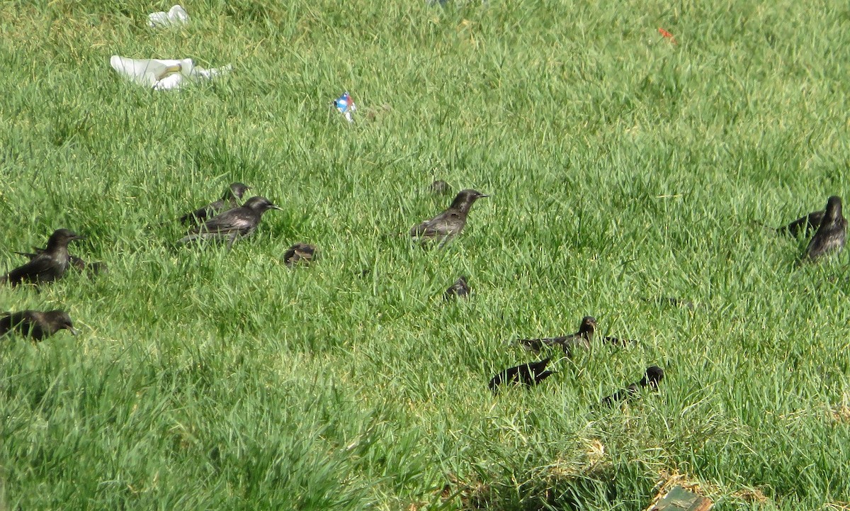 Estornino Negro - ML137838821