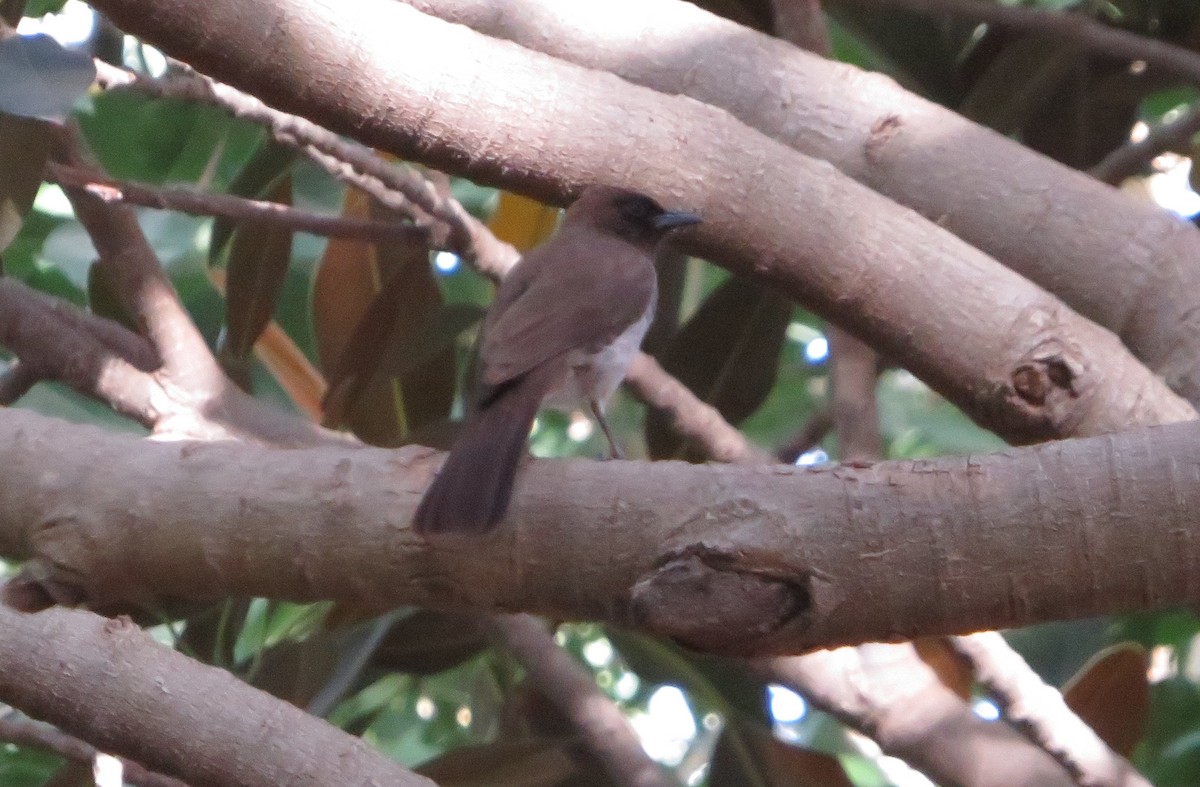 Bulbul Naranjero - ML137839001