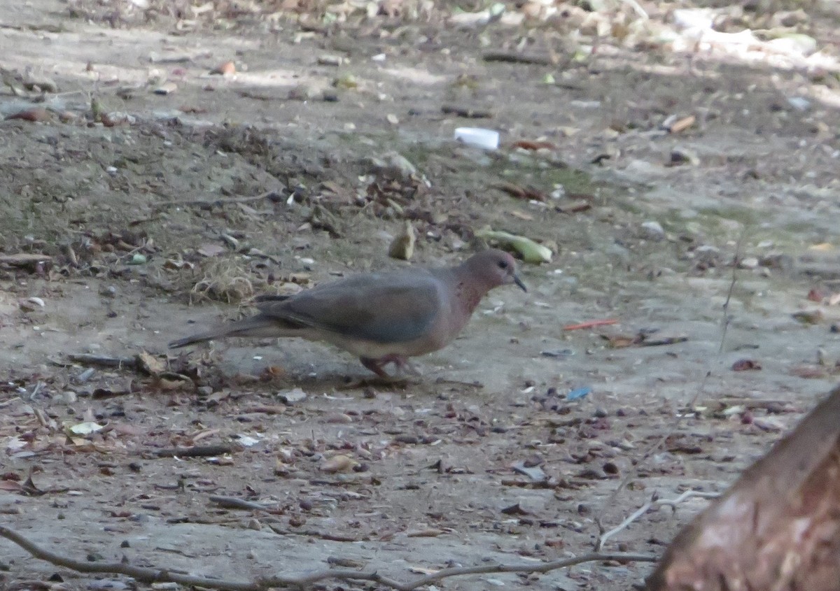 Tórtola Senegalesa - ML137839101