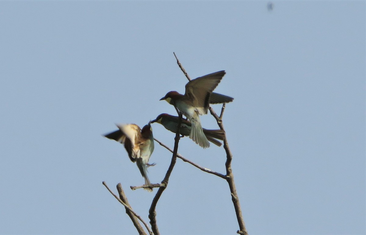 Abejaruco Europeo - ML137839291