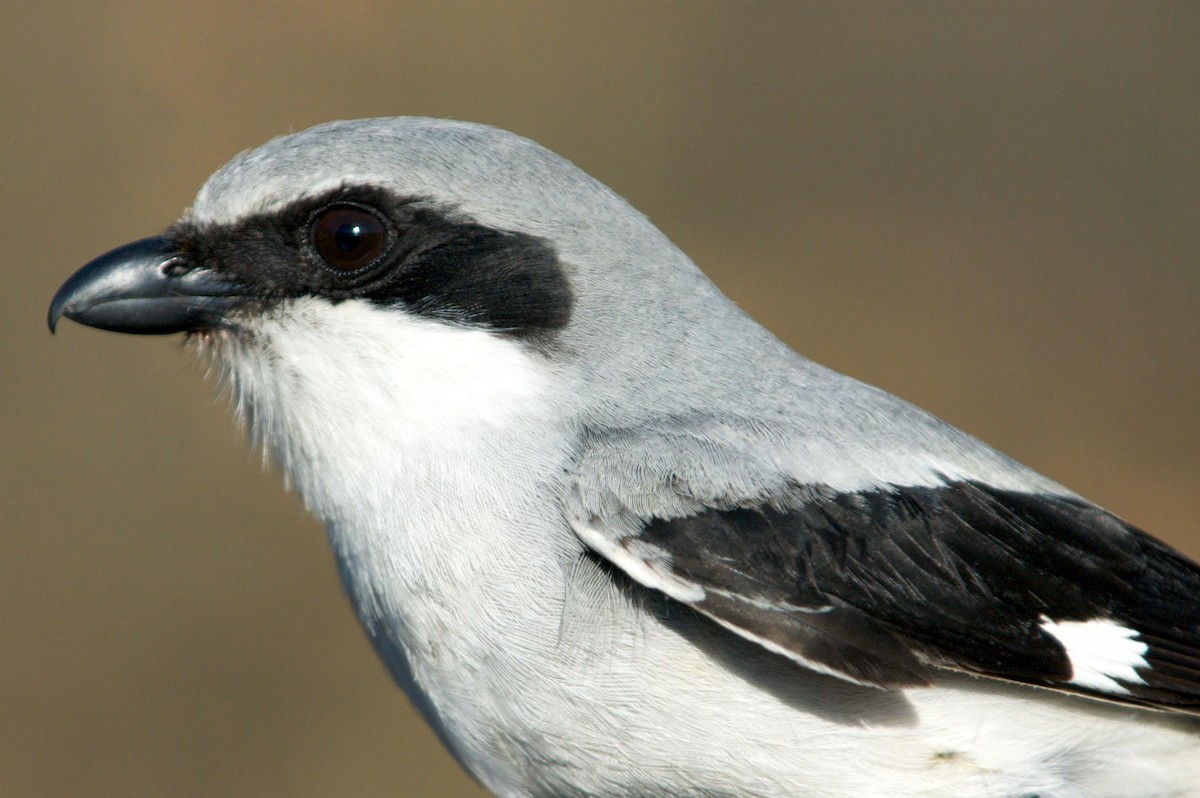 Loggerhead Shrike - ML137840061