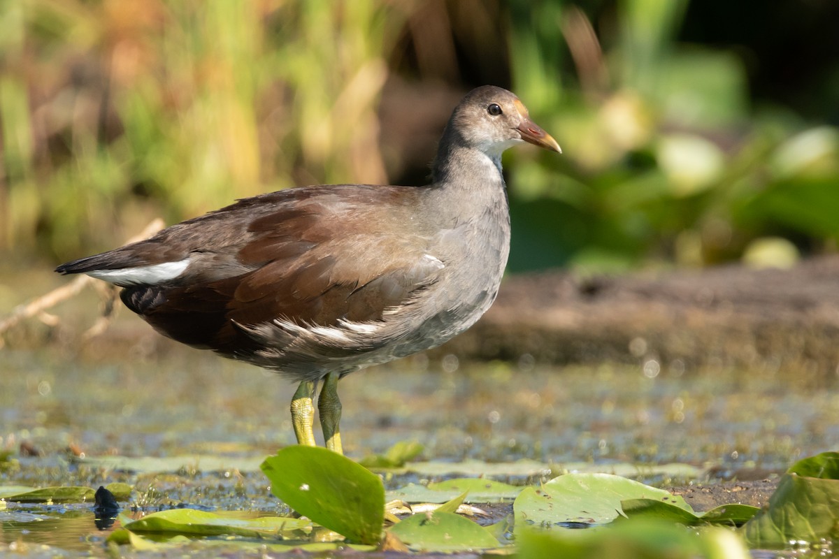 Gallinule d'Amérique - ML137840771