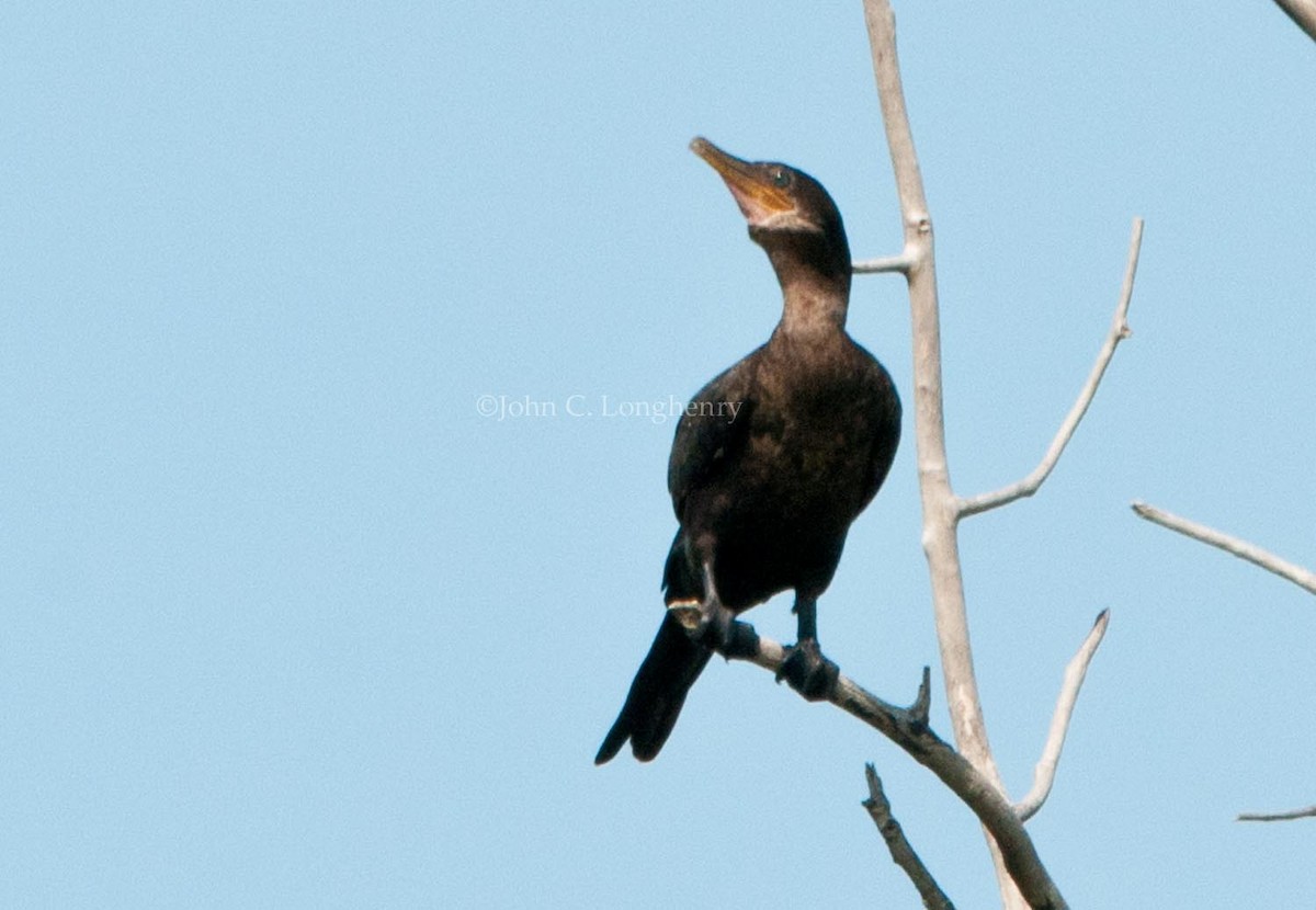 Neotropic Cormorant - ML137841761