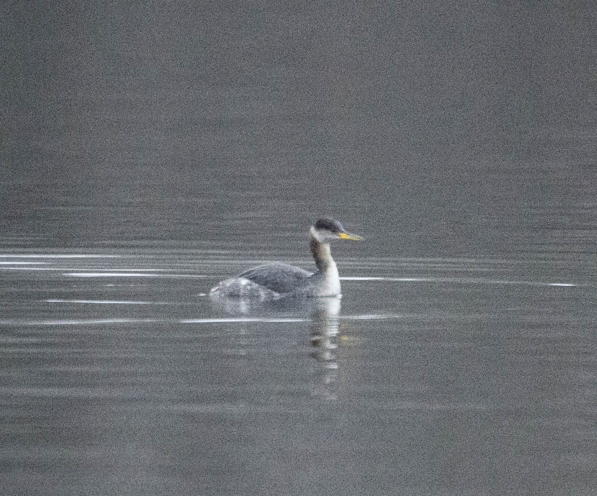 Red-necked Grebe - John Longhenry