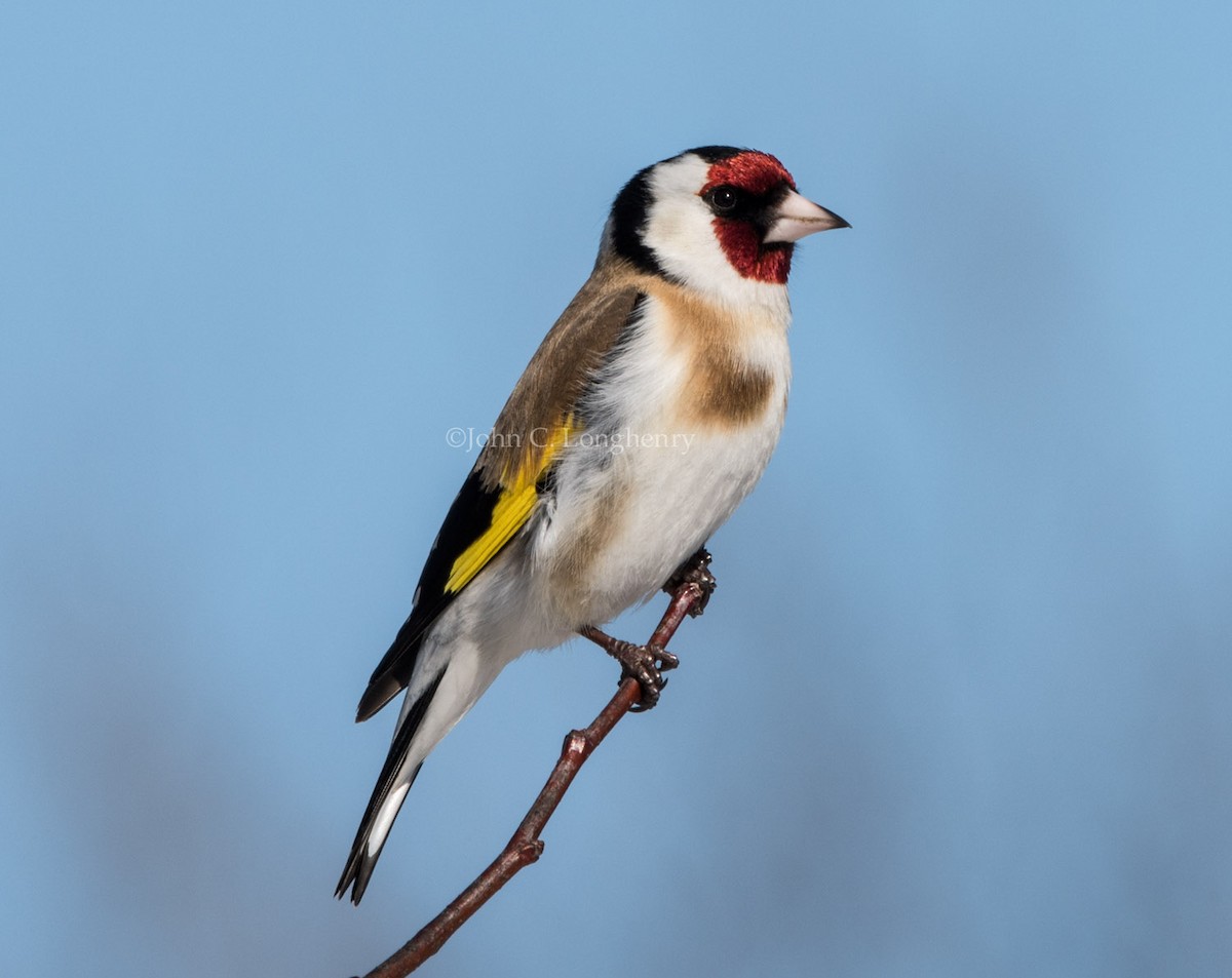 European Goldfinch - ML137844001