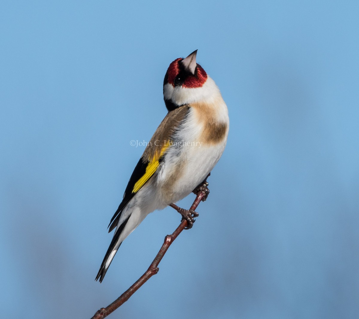 European Goldfinch - ML137844011