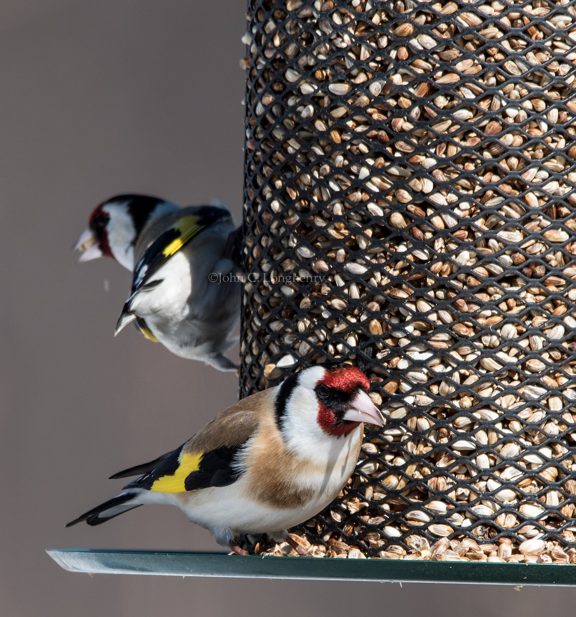 European Goldfinch - ML137844021