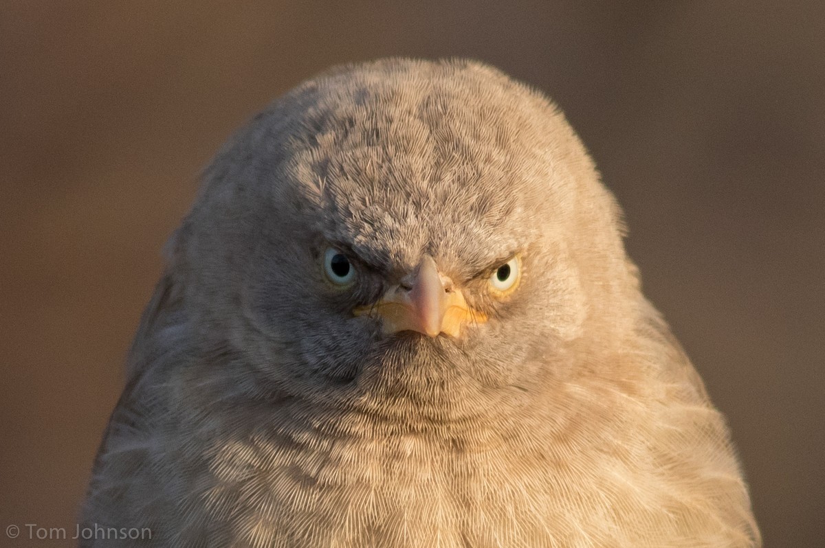 Jungle Babbler - Tom Johnson