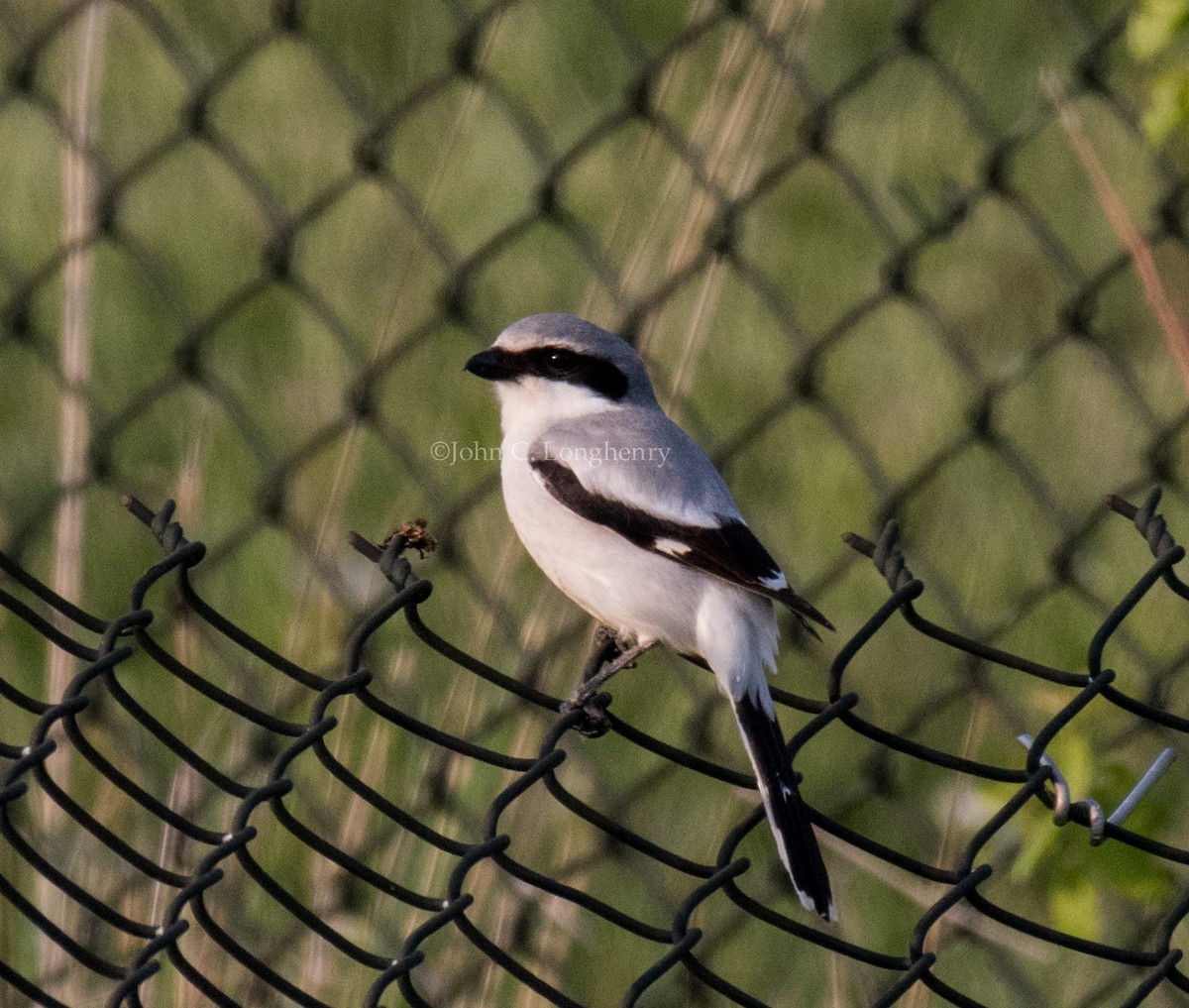 Loggerhead Shrike - ML137844491