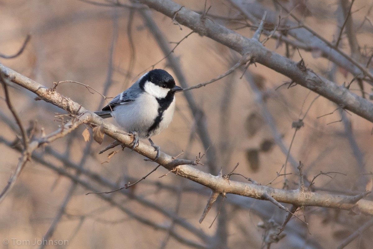 Cinereous Tit - ML137844581