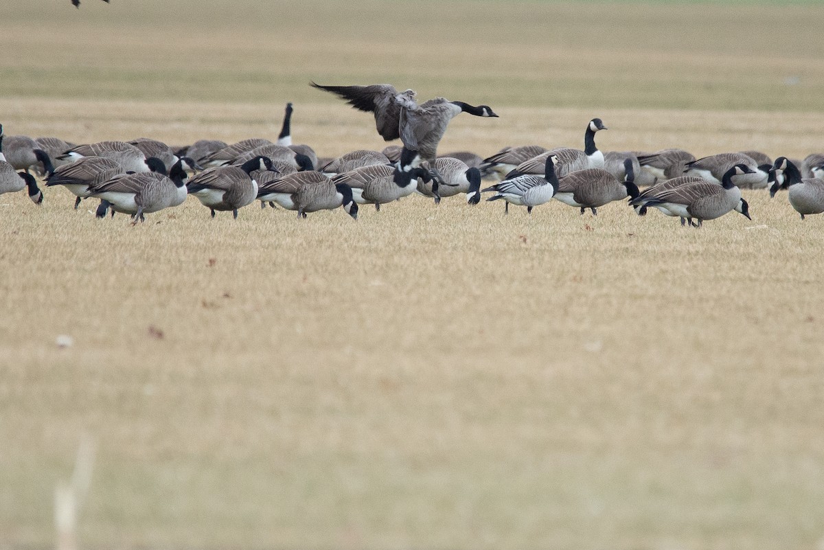 Barnacle Goose - Alex Feuti