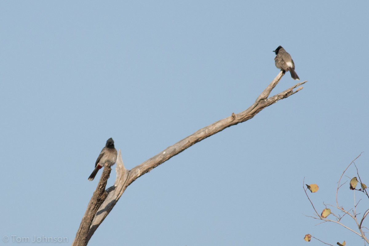 Red-vented Bulbul - Tom Johnson