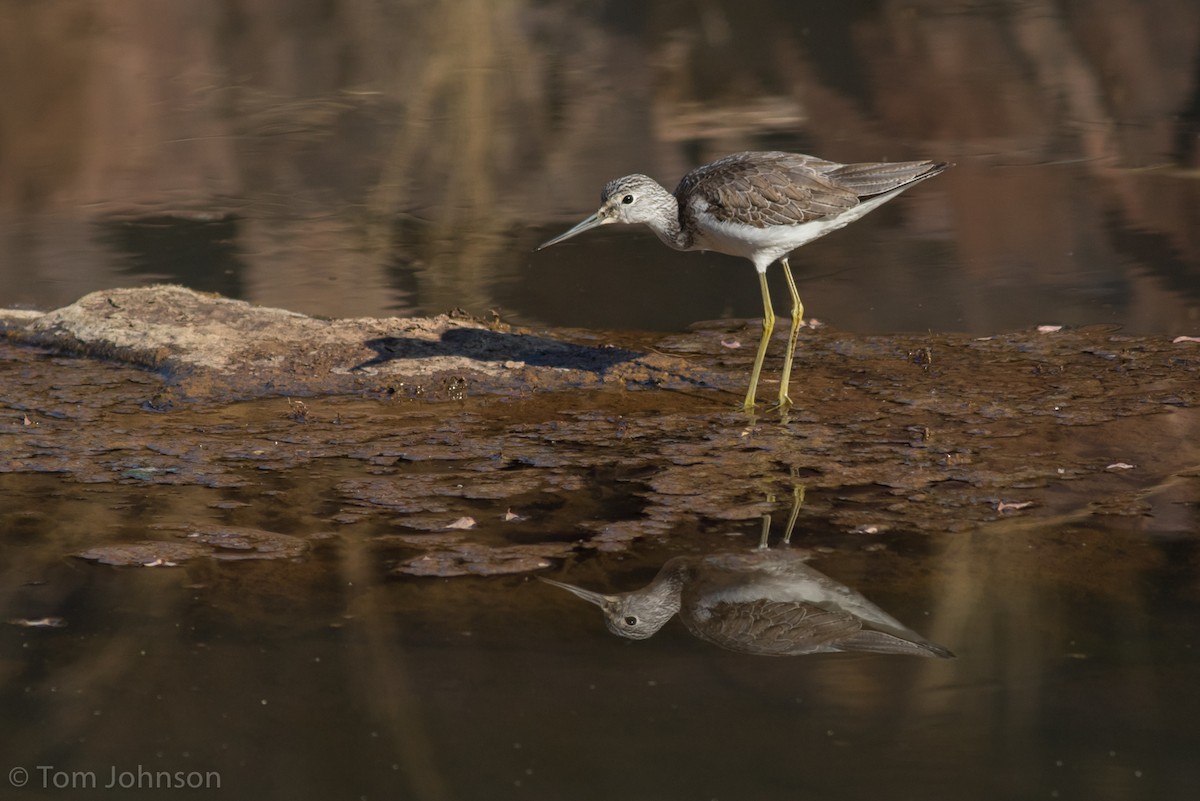 Үхэр хөгчүү - ML137845711