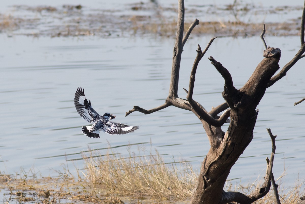 Pied Kingfisher - Tom Johnson